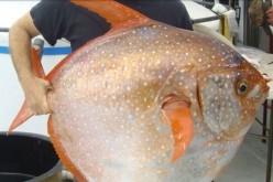 An opah: the first warm-blooded fish identified by science