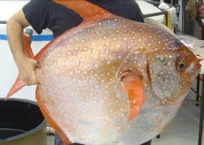 An opah: the first warm-blooded fish identified by science