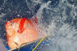 Opah, first warm-blooded fish species