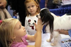 child playing with dog