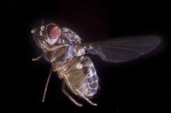 Fruit Fly Research Paves The Way For Studies Into Human Emotion