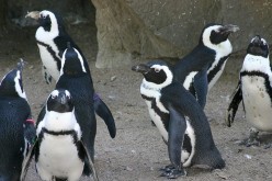 Denver Zoo’s African penguins will “vanish” for two short periods today on the 10th anniversary of Endangered Species Day.