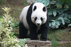 The China Conservation and Research Center for the Giant Panda has been breeding pandas in captivity and releasing them into the wild.