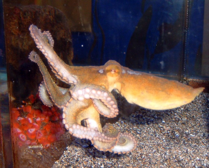 The California two spot octopus possesses light sensitive proteins on their skin for them to "see".