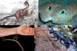 (Clockwise, from top left) Feathered dinosaur; playful male and female pufferfish; bone-house wasp and giant walking stick.