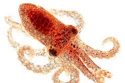 The California two spot octopus possesses light sensitive proteins on their skin for them to 