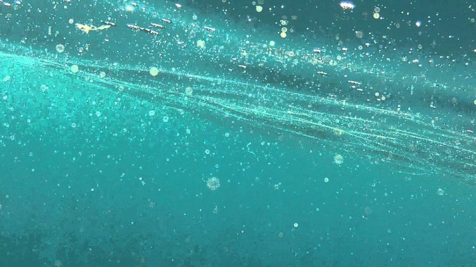 ocean plankton