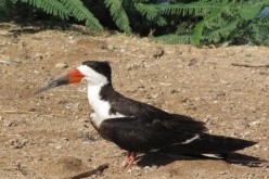 black skimmer 