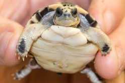 On May 10, 2015 at the National Zoo, a baby spider tortoise broke its way out of its shell, and the second one is expected any day.   