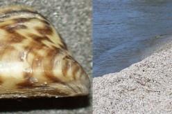 Zebra mussel and millions of zebra mussels look like sand on the shore of the Great Lakes