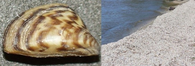 Zebra mussel and millions of zebra mussels look like sand on the shore of the Great Lakes