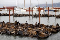 Sea lions on docks in Astoria Oregon