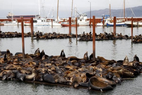 Sea lions on docks in Astoria Oregon