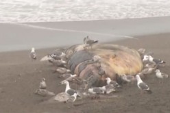 Another dead whale washes up ashore in Bay Area, California making this the 7th whale in Sonoma county.