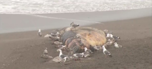Another dead whale washes up ashore in Bay Area, California making this the 7th whale in Sonoma county.