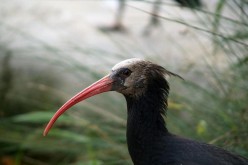 The last few Bald Ibis remain untraceable after ISIS storm Plamyra town in Syria