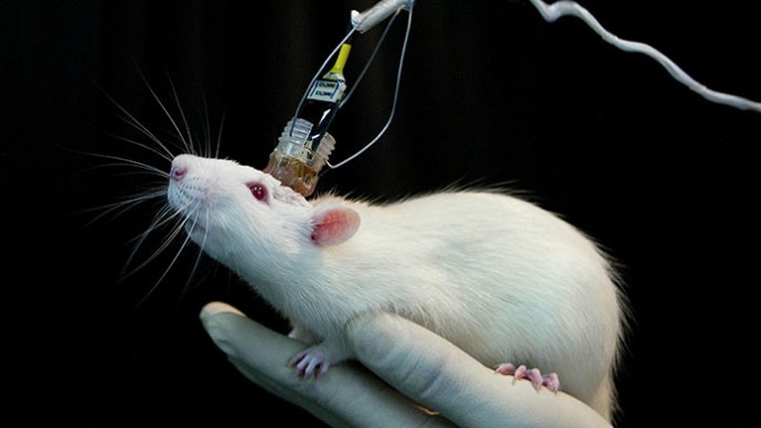 Ren Xiaoping has performed the head transplant successfully on mice.