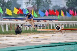 A formation of two aircraft models perform during the 2015 China Aeromodelling Design Championships in Yantai, east China's Shandong Province, May 30, 2015. Over 300 competitors from more than 20 teams took part in the five-day competition which kicked of