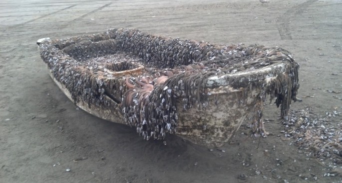 More tsunami debris from Japan were found washed up on coastal shores of Washington.