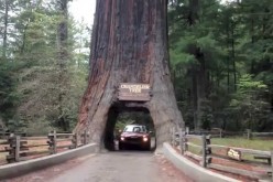 California redwood forest drive-thru
