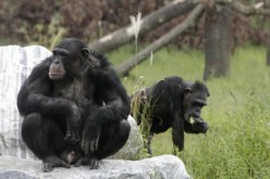 Chimps