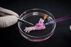 A suspension of muscle progenitor cells is injected into the cell-free matrix of a decellularized rat limb, which provides shape and structure onto which regenerated tissue can grow.