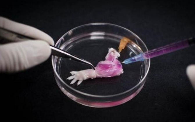 A suspension of muscle progenitor cells is injected into the cell-free matrix of a decellularized rat limb, which provides shape and structure onto which regenerated tissue can grow.