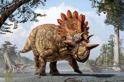 Regaliceratops peterhewsi 'Hellboy' dinosaur