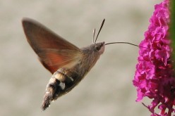 moth pollinating flower 