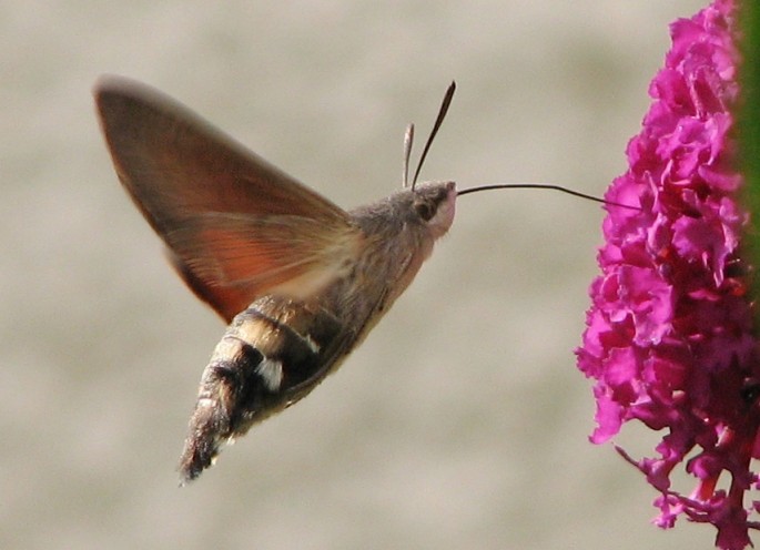 moth pollinating flower 