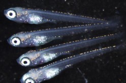 Medaka fish lacking the foxl3 gene produced sperm cells even if they were female.