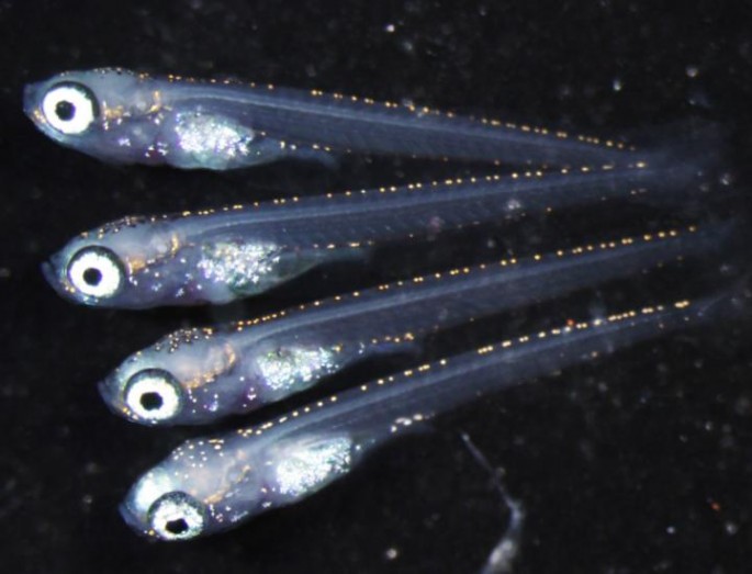 Medaka fish lacking the foxl3 gene produced sperm cells even if they were female.