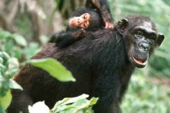 All chimpanzees including those living in captivity will now be protected under the Endangered Species Act. 