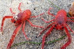 Pelagic Red Crabs