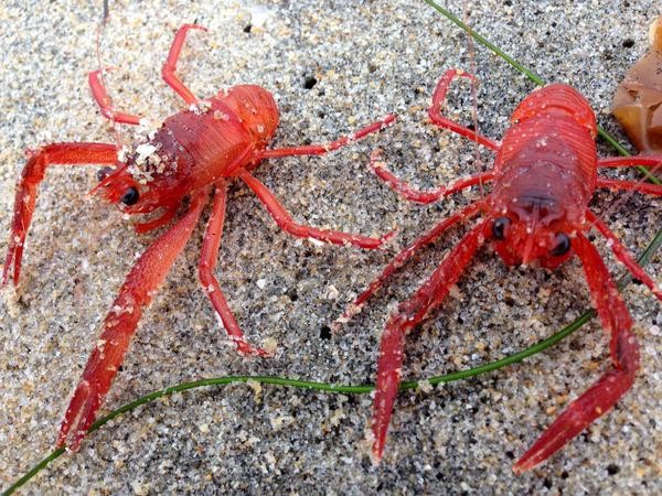Pelagic Red Crabs
