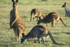 All kangaroos in Australia are apparently left handed.