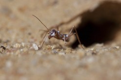 Saharan silver ants