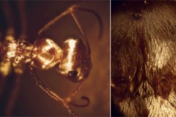 Silver ant optical macro with two panels. Left: Saharan silver ants forage in the midday sun and look like droplets of mercury rolling on the desert surface. Right: The silvery appearance is created by a dense array of uniquely shaped hairs.