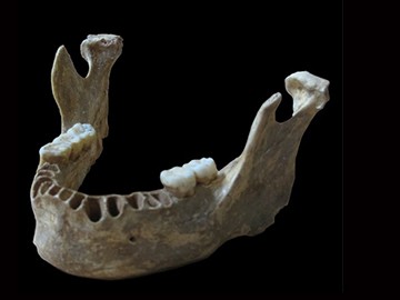 This mandible was found in Oase Cave, Romania dating back to 40,000 years.