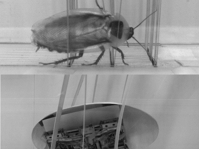 Robot cockroaches with a smooth round shell traverse easily through obstacles.