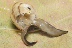 Invasive species New Guinea flatworm devours snails and earthworms, disturbing local ecosystems.