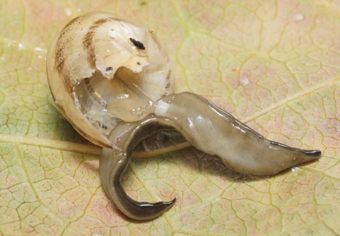 Invasive species New Guinea flatworm devours snails and earthworms, disturbing local ecosystems.