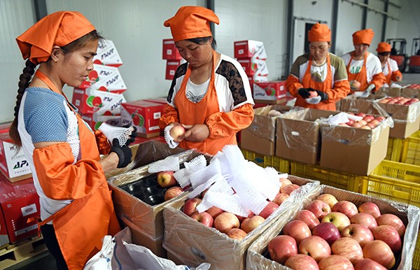 Workers in Yuncheng, Shanxi Province, packing apples for export.