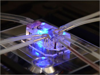 Combining microfabrication techniques with modern tissue engineering, lung-on-a-chip offers a new in vitro approach to drug screening by mimicking the complicated mechanical and biochemical behaviors of a human lung.