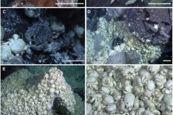 Examples of the differences in assemblages and localities of Kiwa tyleri from the Southern Ocean vent fields.