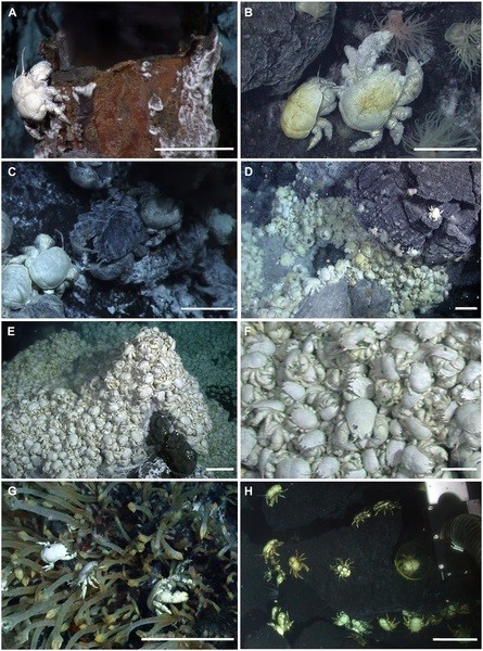 Examples of the differences in assemblages and localities of Kiwa tyleri from the Southern Ocean vent fields.