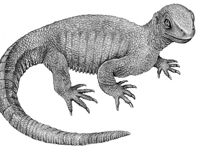 Artist's concept of the shell-less grandfather turtle.