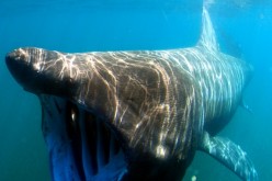 The basking shark is the second largest fish in the world.