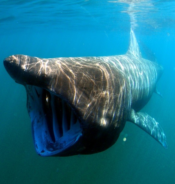 The basking shark is the second largest fish in the world.