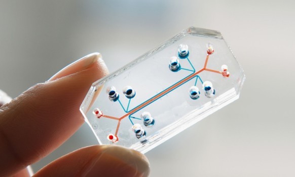 Organs on Chips